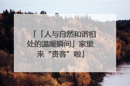 「人与自然和谐相处的温暖瞬间」家里来“贵客”啦
