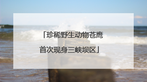 珍稀野生动物苍鹰首次现身三峡坝区