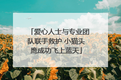 爱心人士与专业团队联手救护 小猫头鹰成功飞上蓝天