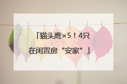 猫头鹰×5！4只在闲置房“安家”