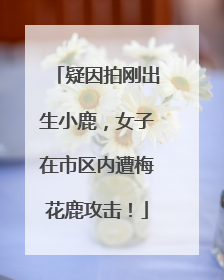 疑因拍刚出生小鹿，女子在市区内遭梅花鹿攻击！