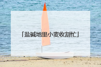 盐碱地里小麦收割忙