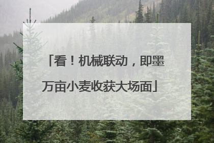 看！机械联动，即墨万亩小麦收获大场面