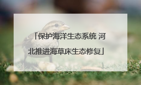 保护海洋生态系统 河北推进海草床生态修复