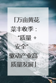 万亩黄花菜丰收季：“质量 + 安全” 驱动产业高质量发展