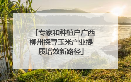 专家和种植户广西柳州探寻玉米产业提质增效新路径