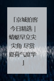 京城拍客今日精选｜蜻蜓早立尖尖角 尽赏夏荷气度华