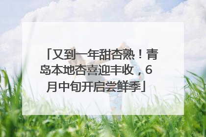 又到一年甜杏熟！青岛本地杏喜迎丰收，6月中旬开启尝鲜季
