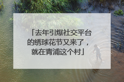去年引爆社交平台的绣球花节又来了，就在青浦这个村