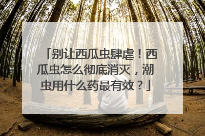 别让西瓜虫肆虐！西瓜虫怎么彻底消灭，潮虫用什么药最有效？