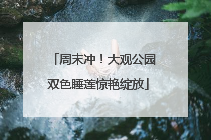 周末冲！大观公园双色睡莲惊艳绽放