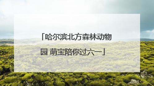 哈尔滨北方森林动物园 萌宝陪你过六一
