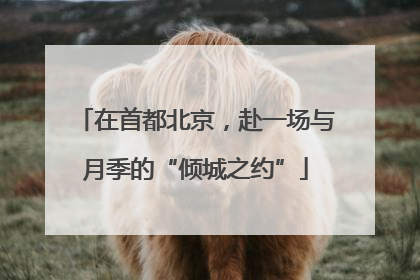 在首都北京，赴一场与月季的“倾城之约”