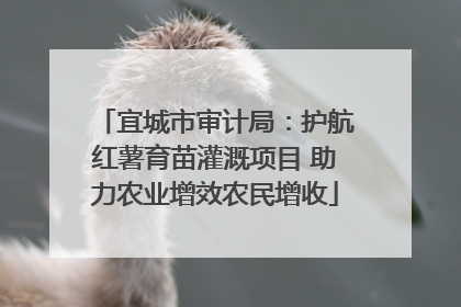 宜城市审计局：护航红薯育苗灌溉项目 助力农业增效农民增收
