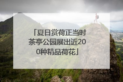 夏日赏荷正当时 茶亭公园展出近200种精品荷花