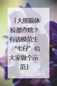 大熊猫体检都查啥？有请模范生“七仔”给大家做个示范