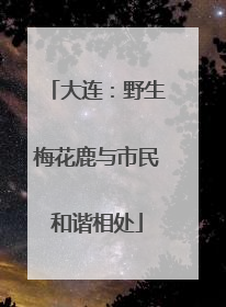 大连：野生梅花鹿与市民和谐相处