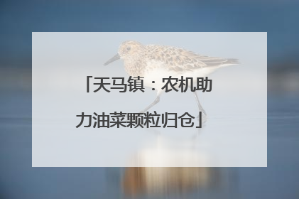 天马镇：农机助力油菜颗粒归仓