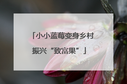 小小蓝莓变身乡村振兴“致富果”