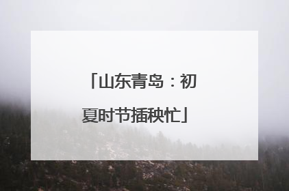 山东青岛：初夏时节插秧忙