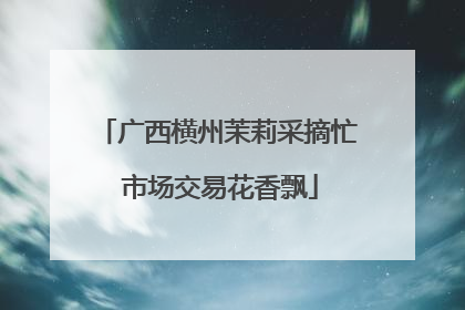 广西横州茉莉采摘忙 市场交易花香飘