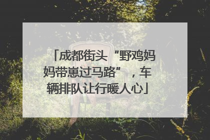 成都街头“野鸡妈妈带崽过马路”，车辆排队让行暖人心