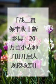 战三夏 保丰收丨新乡县：20万亩小麦种子田开启大规模收割