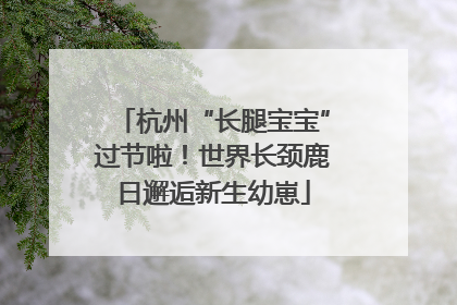 杭州“长腿宝宝”过节啦！世界长颈鹿日邂逅新生幼崽