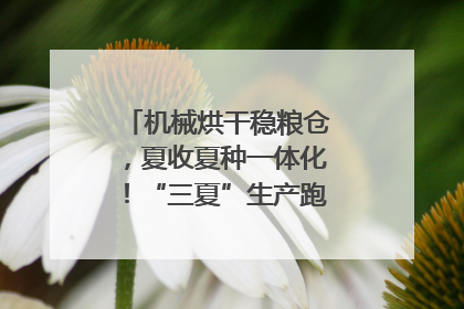 机械烘干稳粮仓，夏收夏种一体化！“三夏”生产跑出加速度｜麦报