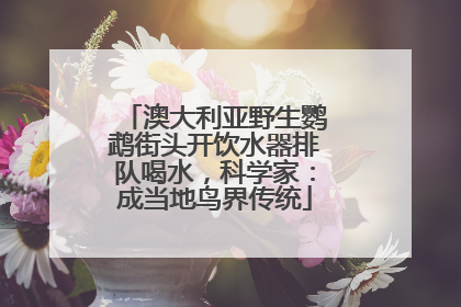 澳大利亚野生鹦鹉街头开饮水器排队喝水，科学家：成当地鸟界传统