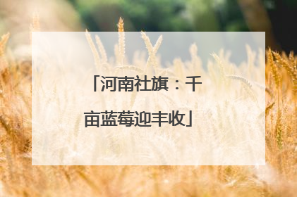 河南社旗：千亩蓝莓迎丰收