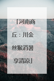 河南商丘：川金丝猴消暑享清凉