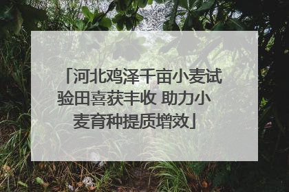 河北鸡泽千亩小麦试验田喜获丰收 助力小麦育种提质增效