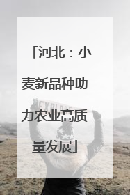 河北：小麦新品种助力农业高质量发展