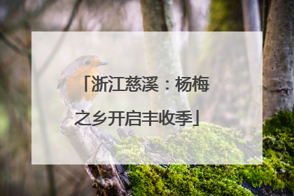 浙江慈溪：杨梅之乡开启丰收季