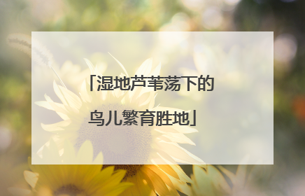 湿地芦苇荡下的鸟儿繁育胜地