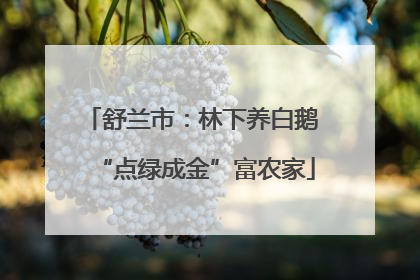 舒兰市：林下养白鹅 “点绿成金”富农家