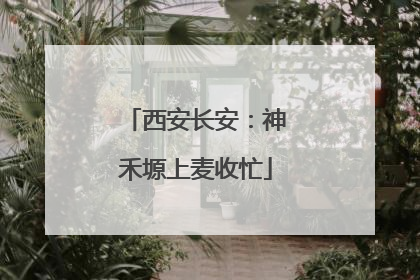 西安长安：神禾塬上麦收忙