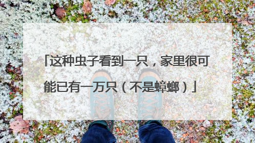 这种虫子看到一只，家里很可能已有一万只（不是蟑螂）