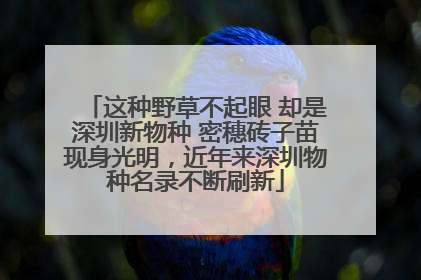 这种野草不起眼 却是深圳新物种 密穗砖子苗现身光明，近年来深圳物种名录不断刷新