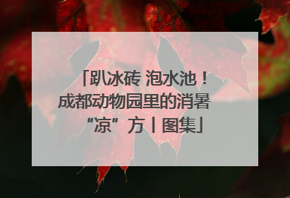 趴冰砖 泡水池！成都动物园里的消暑“凉”方丨图集