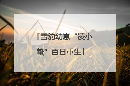 雪豹幼崽“凌小蛰”百日重生