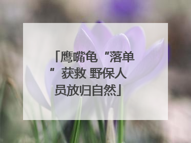 鹰嘴龟“落单”获救 野保人员放归自然