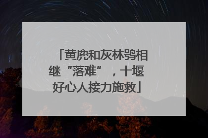 黄麂和灰林鸮相继“落难”，十堰好心人接力施救